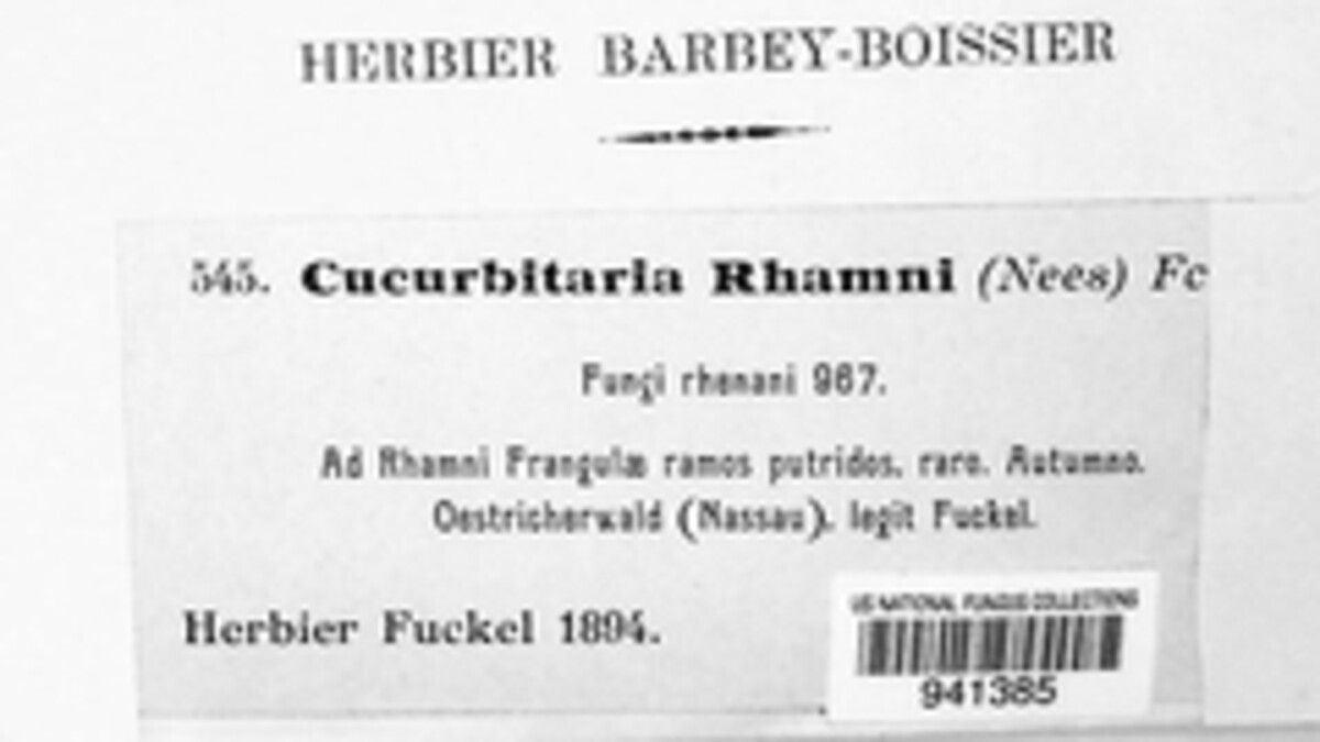 Cucurbitaria rhamni image